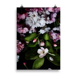 Poster mit Kirschblüten