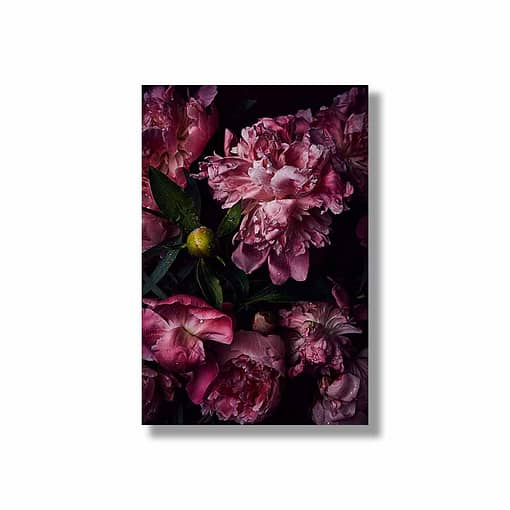 Moderne Wandbilder mit Blumen pinke Pfingstrosen HEARTMADE Prints Postershop Fotografien von Anna Schneider